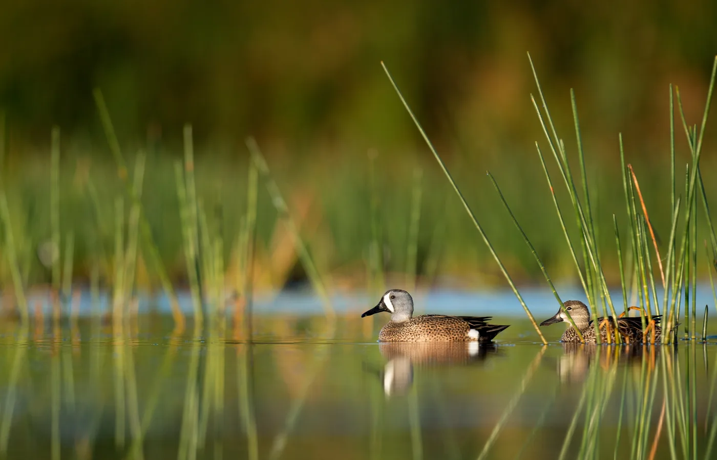 Blue-winged teal on the water at Vero Wetlands in Vero Beach, Florida